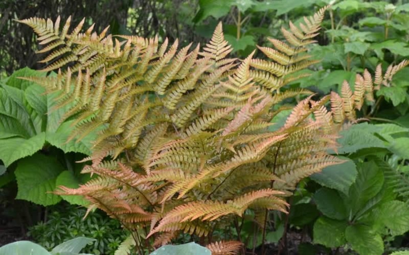  Autumn Fern (Dryopteris Erythrosora) - 3 Gallon