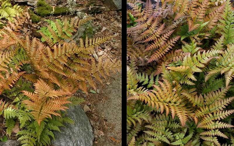  Autumn Fern (Dryopteris Erythrosora) - 3 Gallon