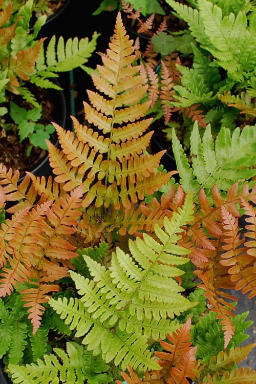  Autumn Fern (Dryopteris Erythrosora) - 3 Gallon