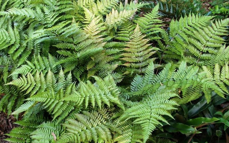 Autumn Fern (Dryopteris Erythrosora) - 3 Gallon