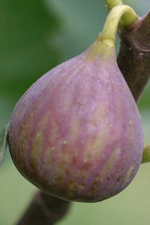  Celeste Fig Tree - 3 Gallon Pot
