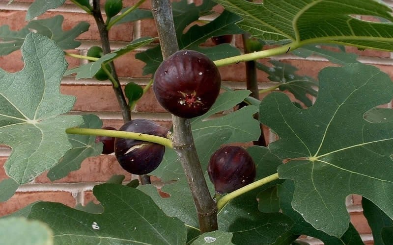  Chicago Cold Hardy Fig Tree - 3 Gallon Pot
