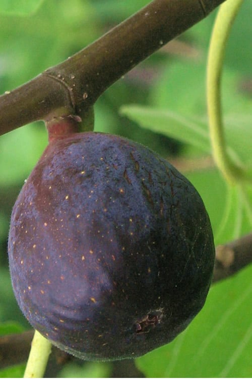  LSU Purple Fig Tree - 3 Gallon Pot