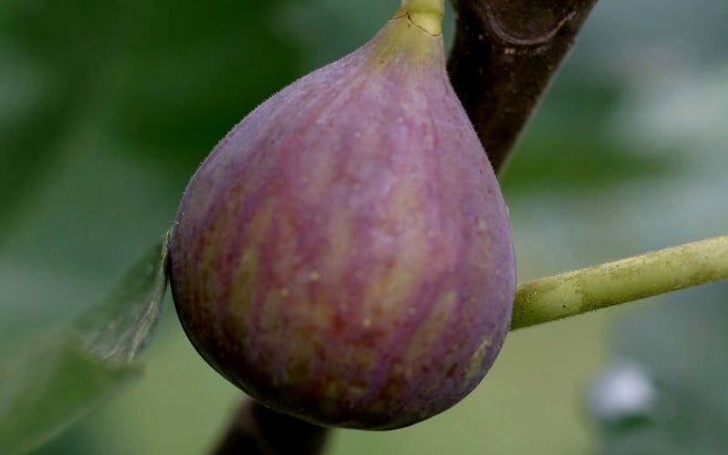  LSU Improved Celeste Fig Tree - 1 Gallon Pot