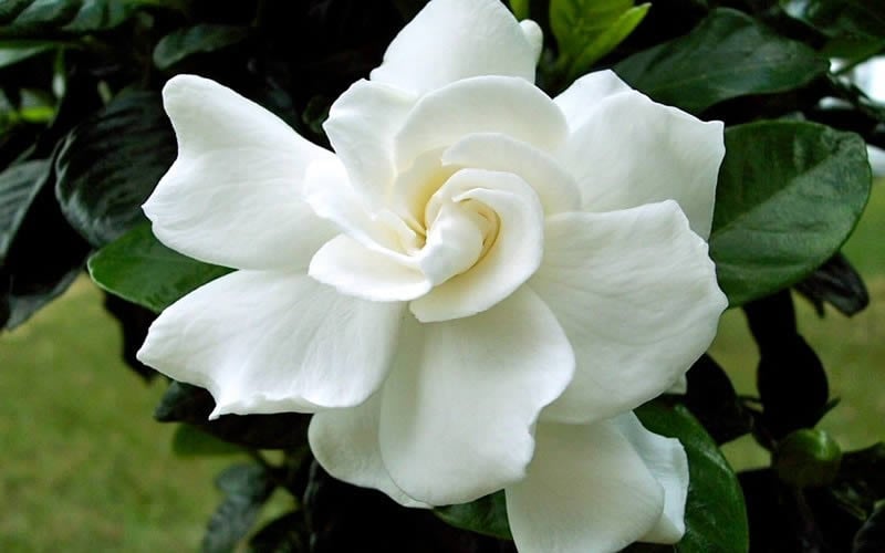  August Beauty Gardenia - 1 Gallon Pot