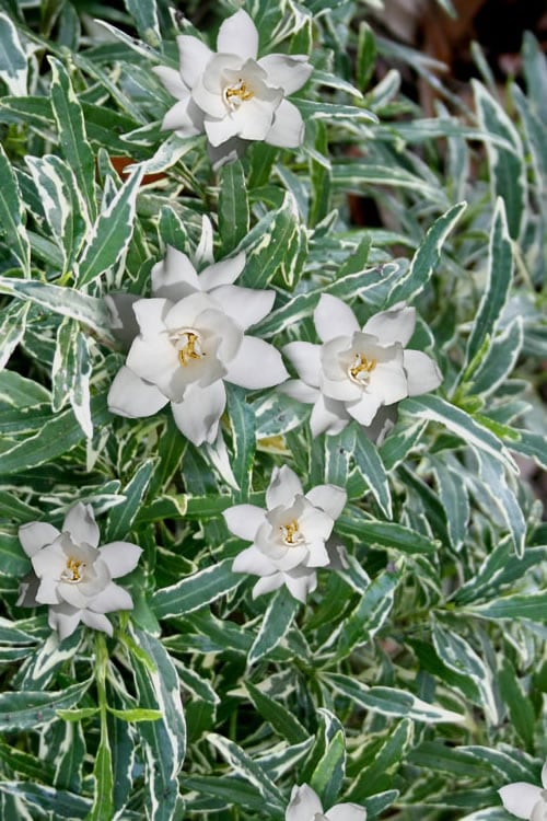  Variegated Creeping Dwarf Gardenia - 6 Pack Of 1 Gallon Pots