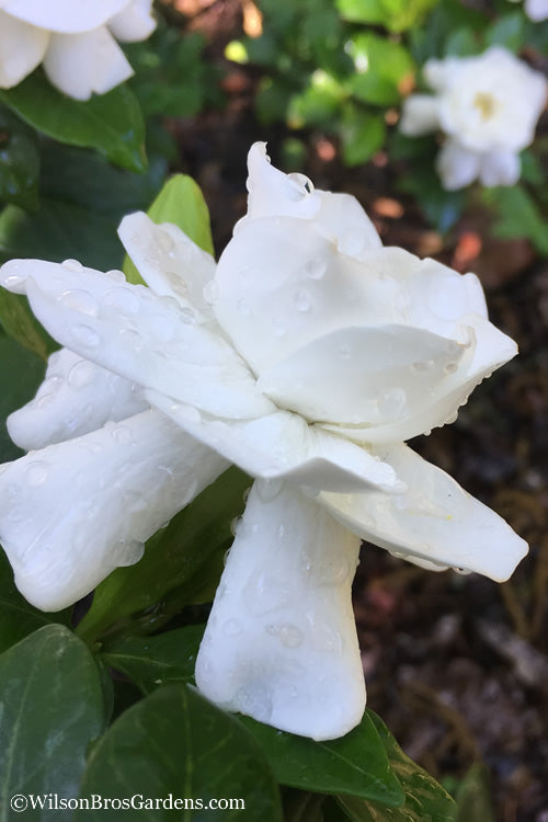  Crown Jewel Gardenia - 3 Gallon Pot