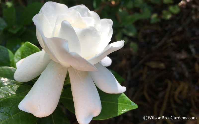  Crown Jewel Gardenia - 3 Gallon Pot