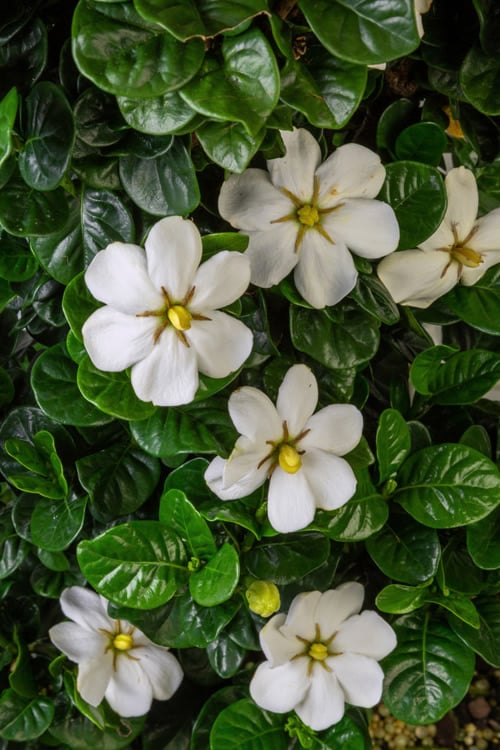  Diamond Spire Gardenia - 3 Gallon Pot