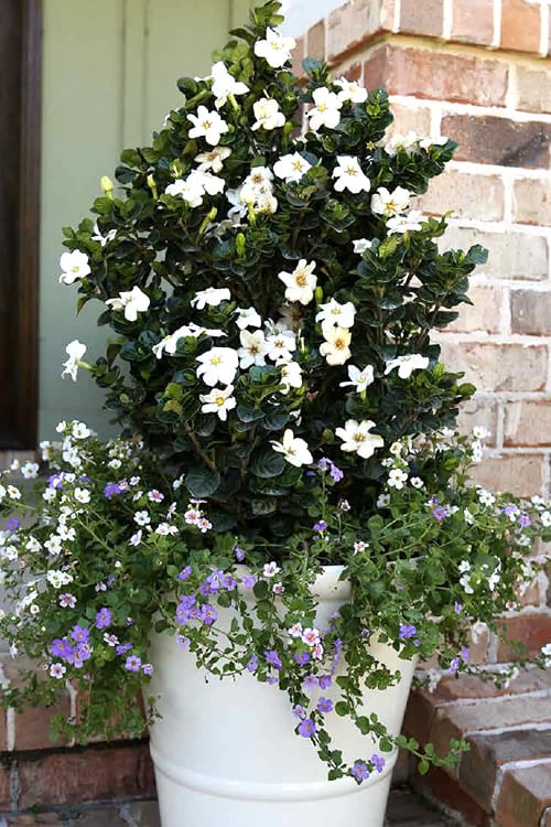  Diamond Spire Gardenia - 3 Gallon Pot