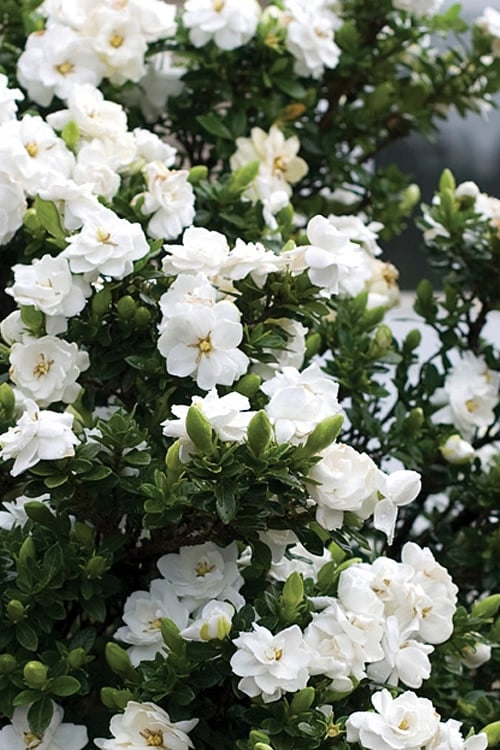  Double Mint Gardenia - 6 Pack Of 1 Gallon Pots