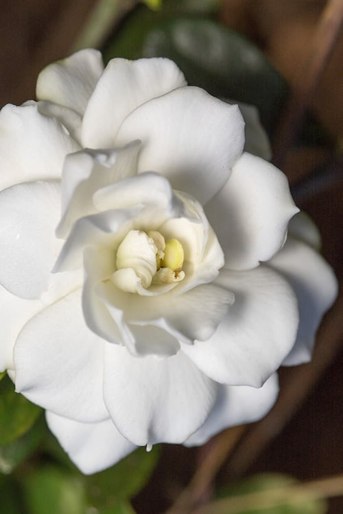  Double Mint Gardenia - 6 Pack Of 1 Gallon Pots