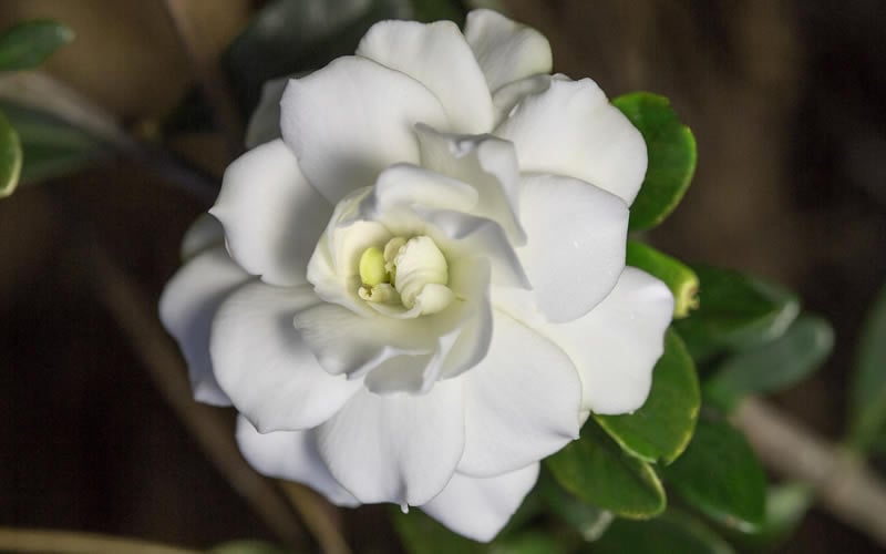  Double Mint Gardenia - 6 Pack Of 1 Gallon Pots