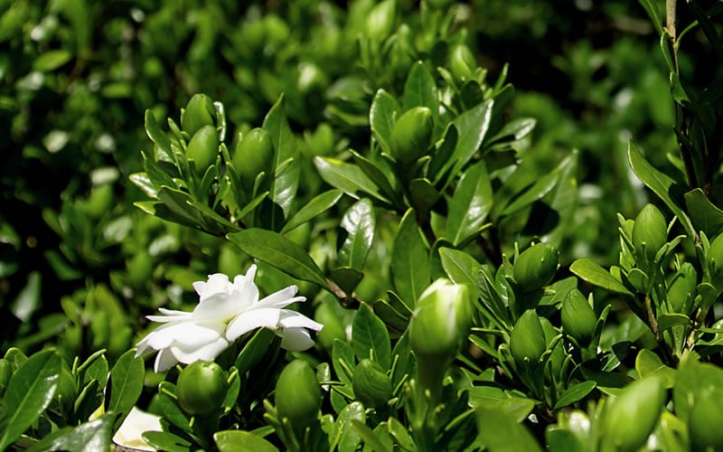  Double Mint Gardenia - 6 Pack Of 1 Gallon Pots
