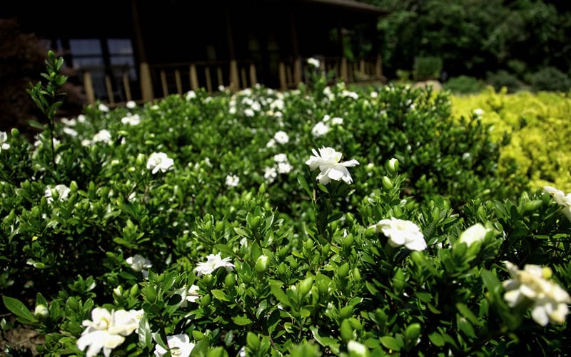  Double Mint Gardenia - 6 Pack Of 1 Gallon Pots