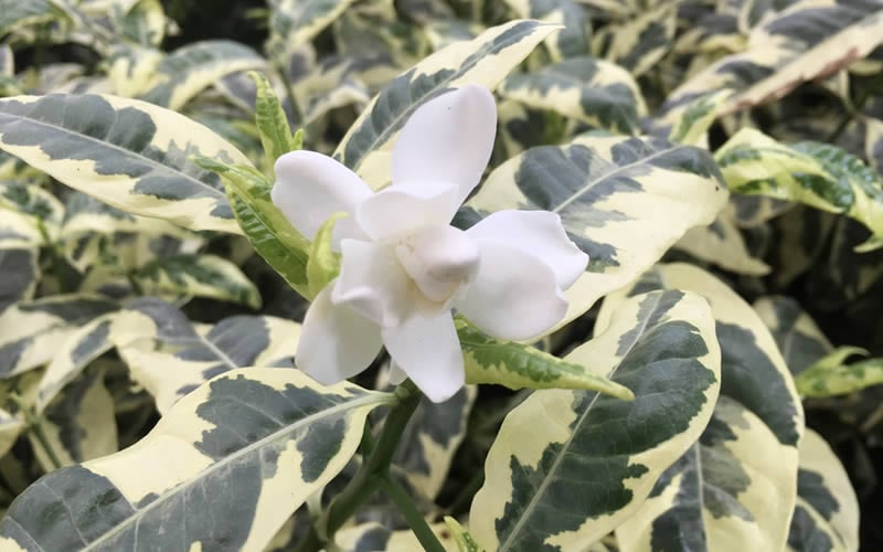  Variegated Gardenia - 1 Gallon Pot