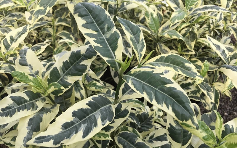  Variegated Gardenia - 1 Gallon Pot