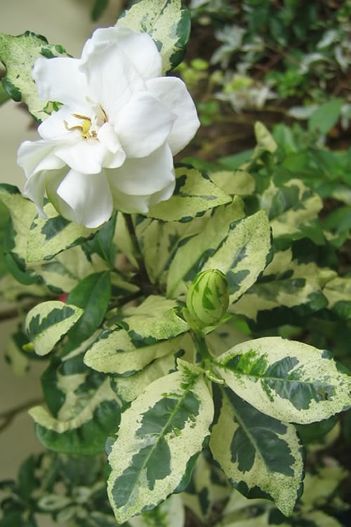  Variegated Gardenia - 1 Gallon Pot