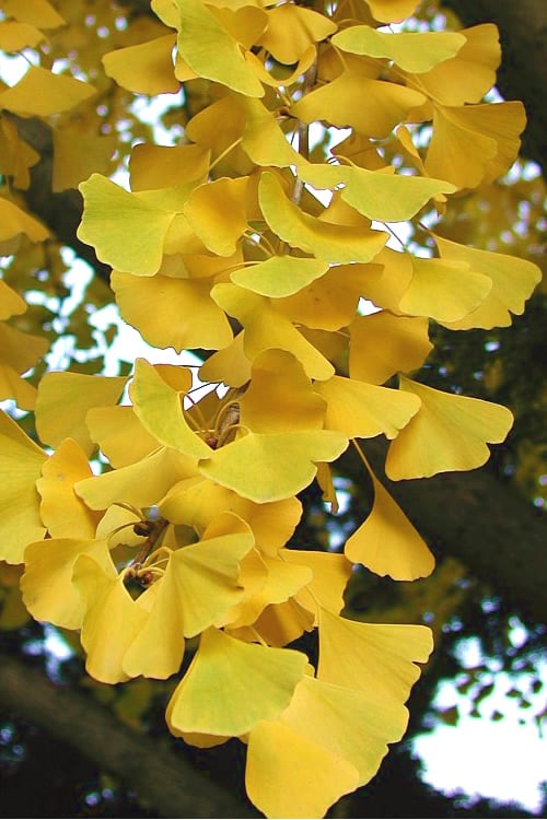  Grindstone Columnar Ginkgo Tree (Male) - 3 Gallon Pot