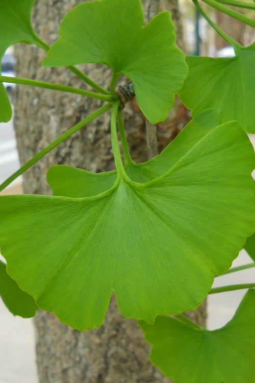  Grindstone Columnar Ginkgo Tree (Male) - 3 Gallon Pot