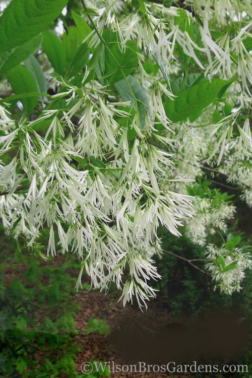  Grancy Graybeard - White Fringe Tree - 7 Gallon Pot (2-3')