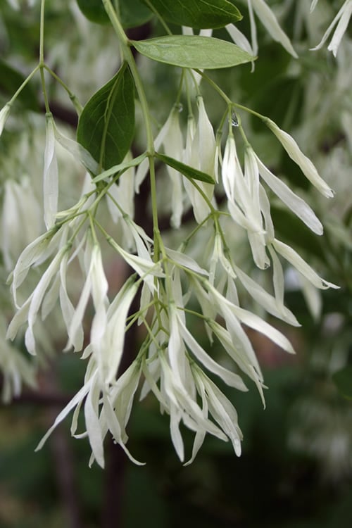  Grancy Graybeard - White Fringe Tree - 7 Gallon Pot (2-3')