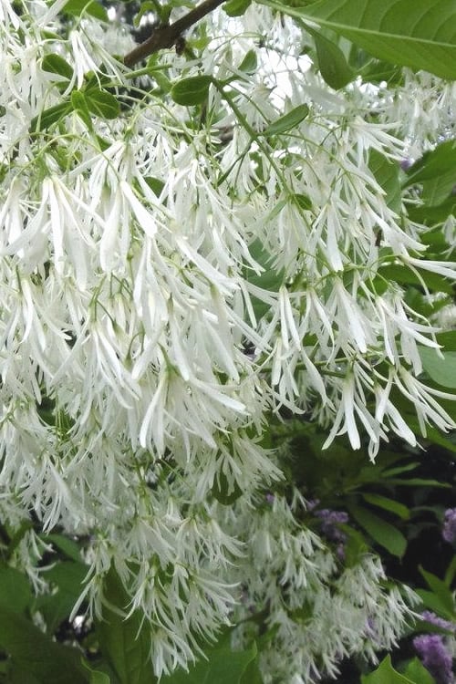  Grancy Graybeard - White Fringe Tree - 7 Gallon Pot (2-3')