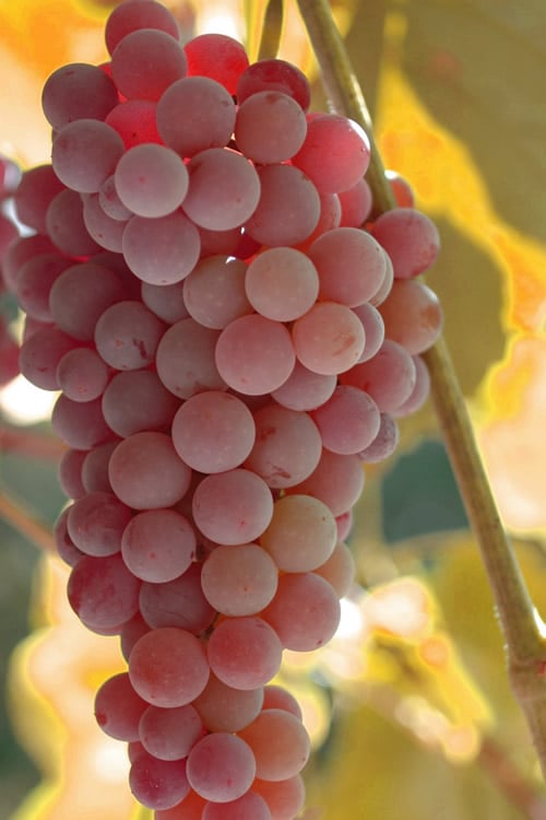  Reliance Red Seedless Grape Vine - 2 Gallon Pot