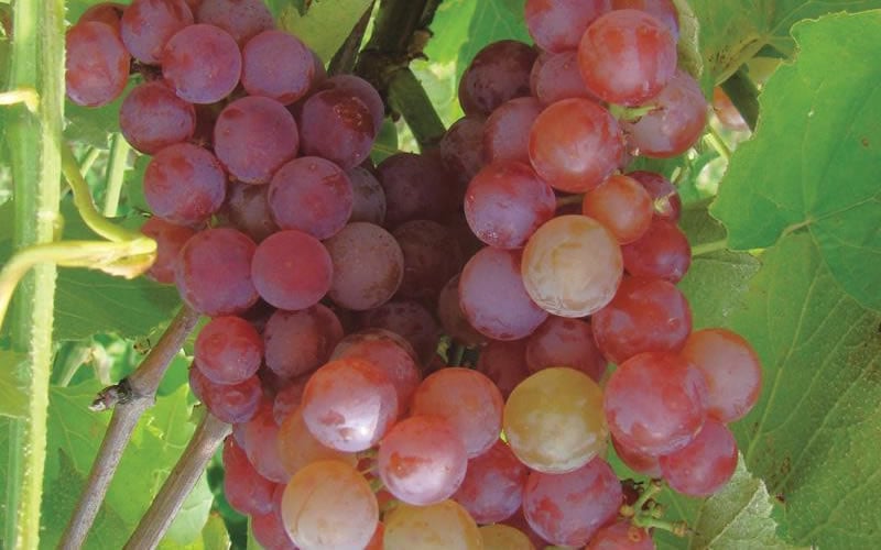  Reliance Red Seedless Grape Vine - 2 Gallon Pot