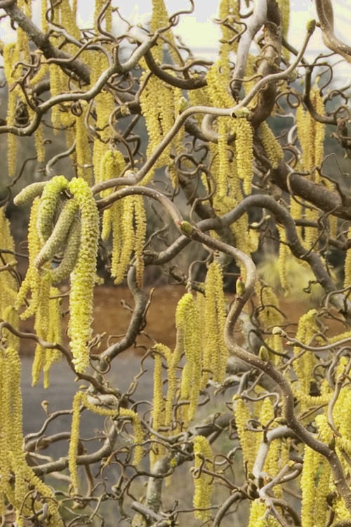  Harry Lauder's Walking Stick - Corylus Avellana 'Contorta' - 5 Gallon Pot