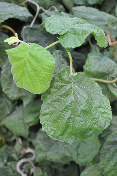  Harry Lauder's Walking Stick - Corylus Avellana 'Contorta' - 3 Gallon Pot 