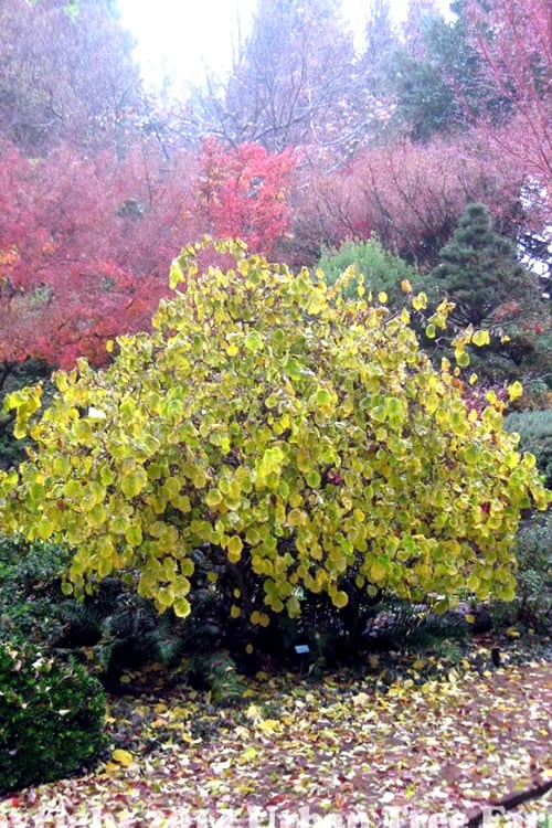  Harry Lauder's Walking Stick - Corylus Avellana 'Contorta' - 5 Gallon Pot