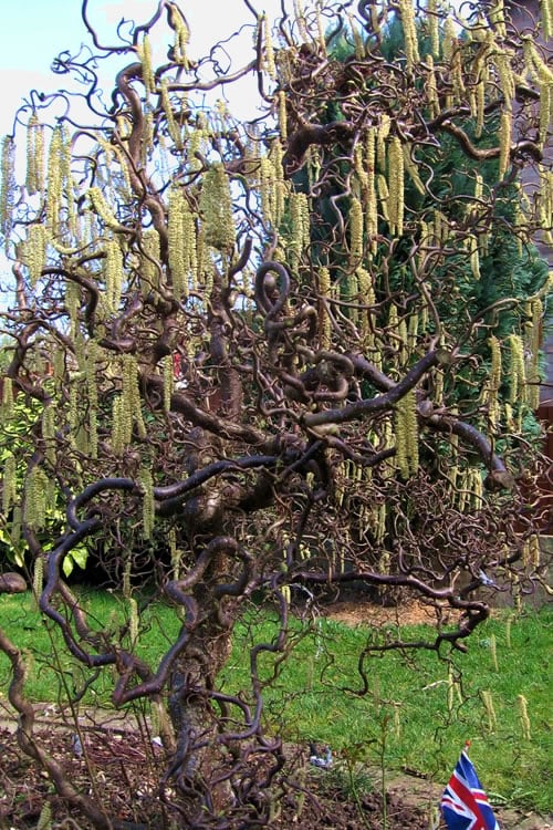  Harry Lauder's Walking Stick - Corylus Avellana 'Contorta' - 1 Gallon Pot