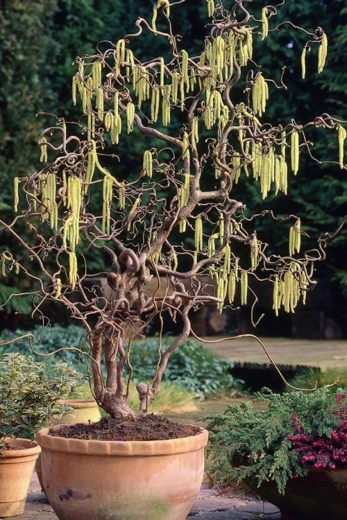  Harry Lauder's Walking Stick - Corylus Avellana 'Contorta' - 7 Gallon Pot