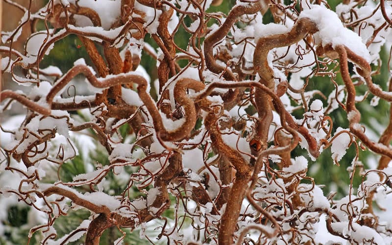  Harry Lauder's Walking Stick - Corylus Avellana 'Contorta' - 1 Gallon Pot