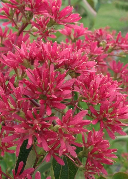 Temple Of Bloom Seven-son Flower (Heptacodium Miconioides) - 3 Pack Of Quart Pots