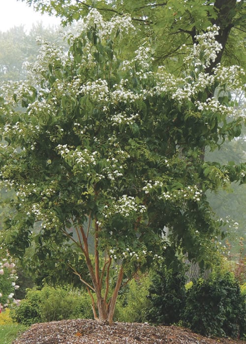  Temple Of Bloom Seven-son Flower (Heptacodium Miconioides) - 3 Pack Of Quart Pots