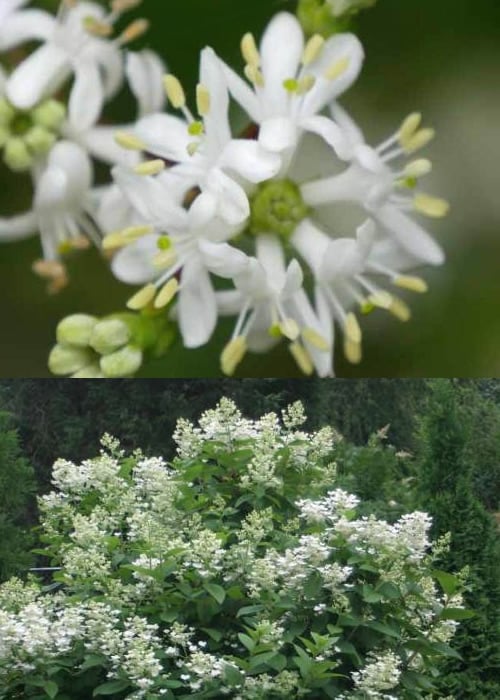  Temple Of Bloom Seven-son Flower (Heptacodium Miconioides) - 3 Pack Of Quart Pots