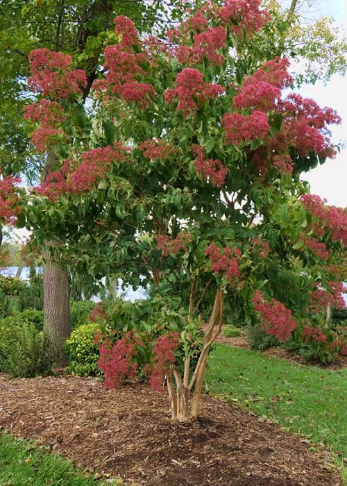  Temple Of Bloom Seven-son Flower (Heptacodium Miconioides) - 3 Pack Of Quart Pots