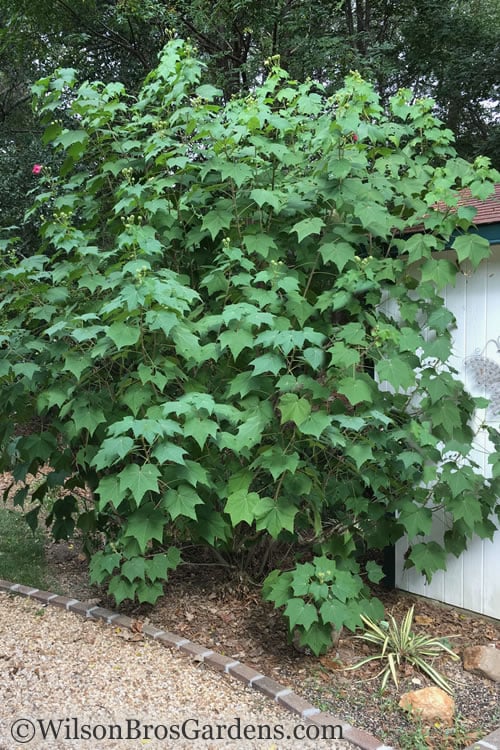  Confederate Rose Hibiscus - Rose Mallow - 3 Gallon Pot
