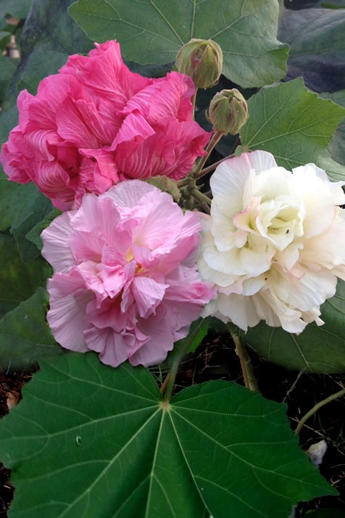  Confederate Rose Hibiscus - Rose Mallow - 3 Gallon Pot