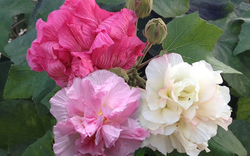  Confederate Rose Hibiscus - Rose Mallow - 3 Gallon Pot