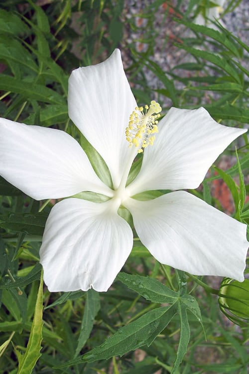  White Swamp Hardy Hibiscus - 1 Gallon Pot