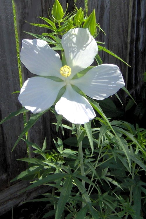  White Swamp Hardy Hibiscus - 1 Gallon Pot