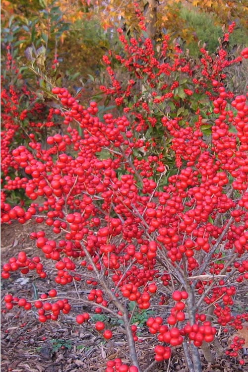  Male & Female Winterberry Holly Combo (2-Pack Of 3 Gallon Pots)