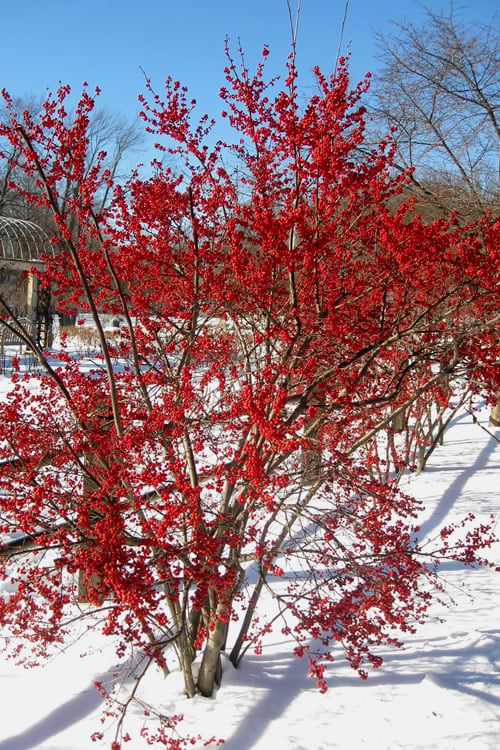  Male & Female Winterberry Holly Combo (2-Pack Of 3 Gallon Pots)