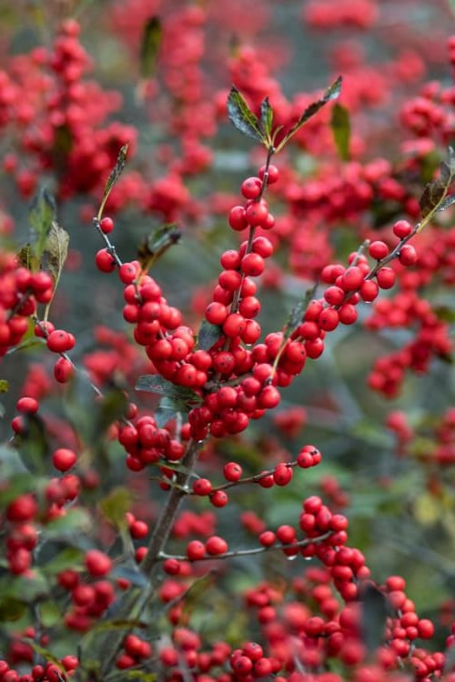  Male & Female Winterberry Holly Combo (2-Pack Of 3 Gallon Pots)