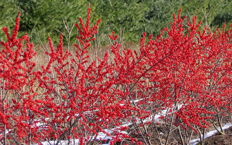  Male & Female Winterberry Holly Combo (2-Pack Of 3 Gallon Pots)