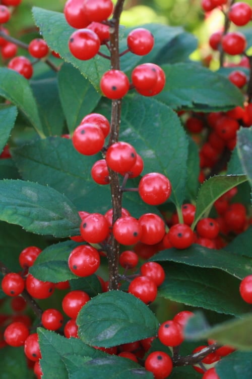  Male & Female Winterberry Holly Combo (2-Pack Of 3 Gallon Pots)