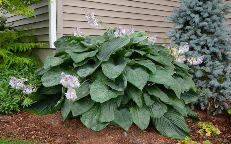  Empress Wu Giant Hosta Lily - 1 Gallon Pot